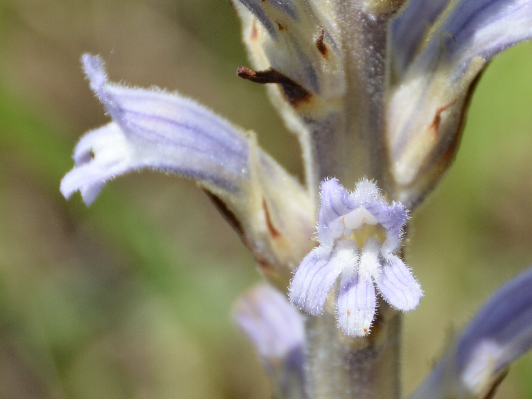 Phelipanche (Orobanche) purpurea / Succiamele azzurro